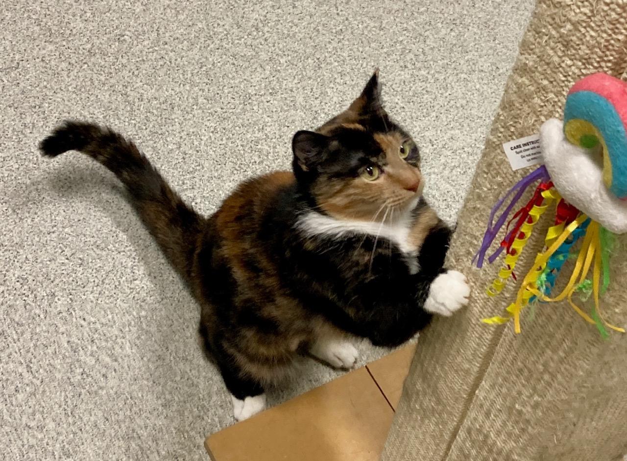 Enlarge Slinky, an adoptable mixed breed in Camp Pendleton, CA image 5/6