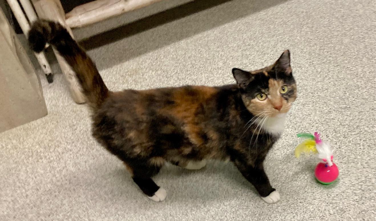 Enlarge Slinky, an adoptable mixed breed in Camp Pendleton, CA image 3/6