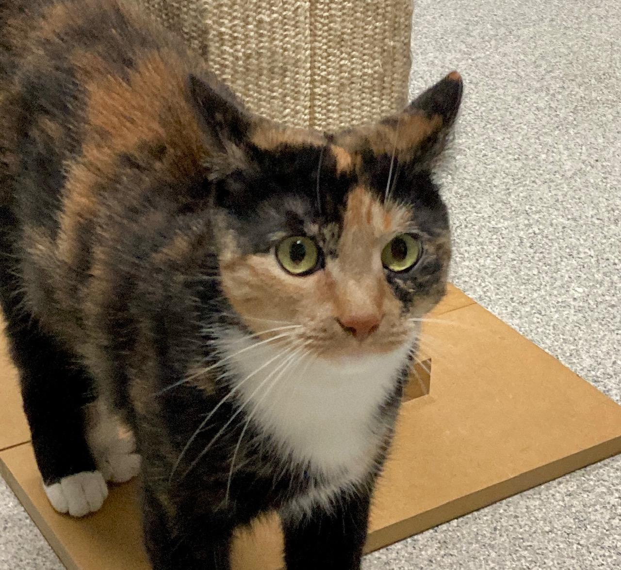 Slinky, adoptable, Kitten Female Calico.