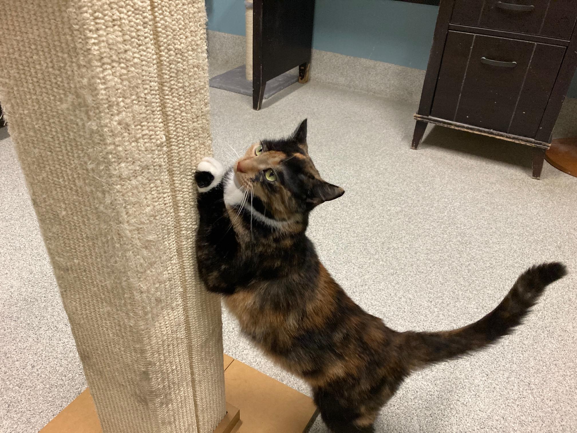 Enlarge Slinky, an adoptable mixed breed in Camp Pendleton, CA image 6/6