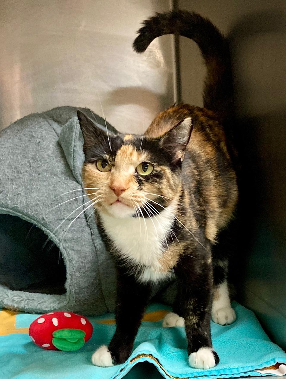 Enlarge Slinky, an adoptable mixed breed in Camp Pendleton, CA image 5/6