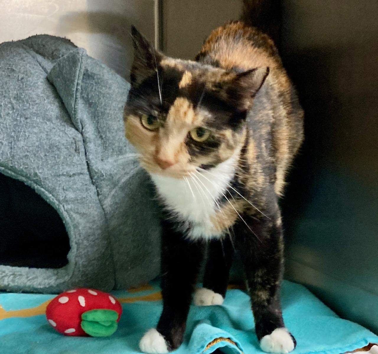 Enlarge Slinky, an adoptable mixed breed in Camp Pendleton, CA image 6/6