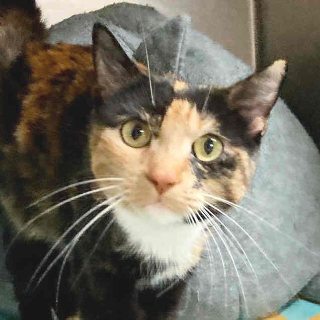 Enlarge Slinky, an adoptable mixed breed in Camp Pendleton, CA image 1/6