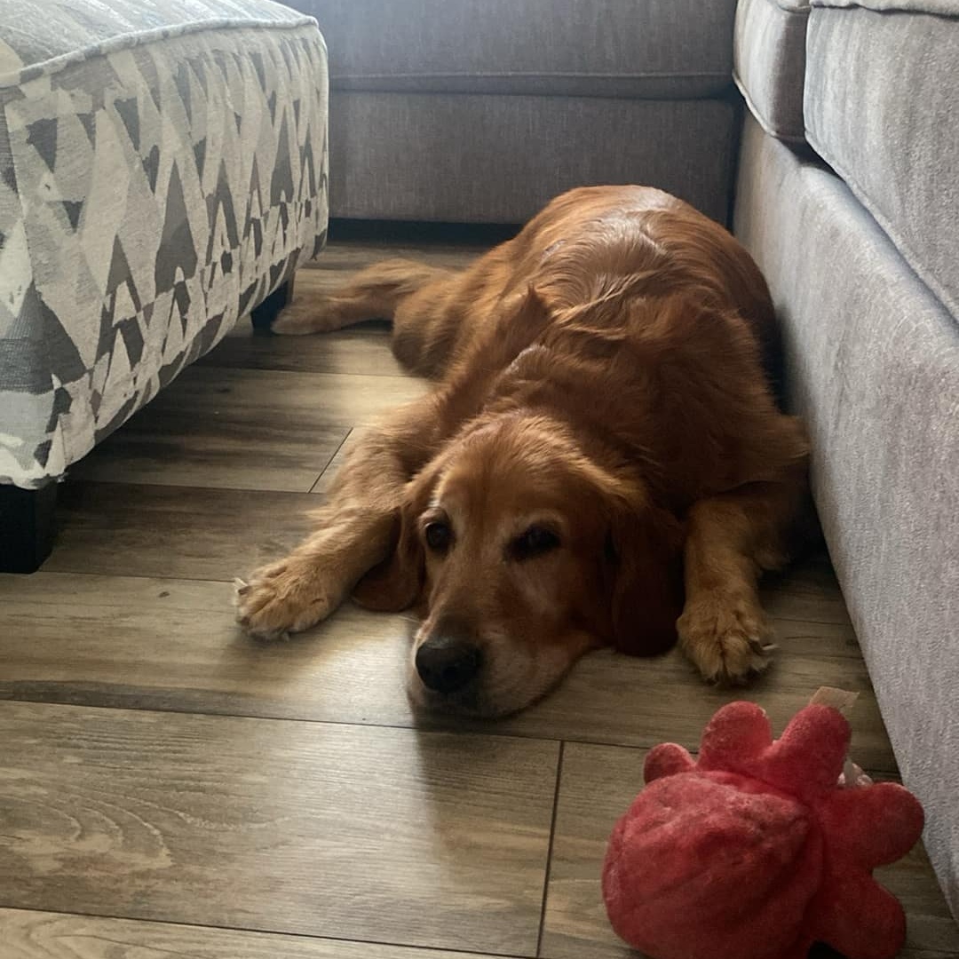 GEORGY, Adopted, Adult Female Golden Retriever.
