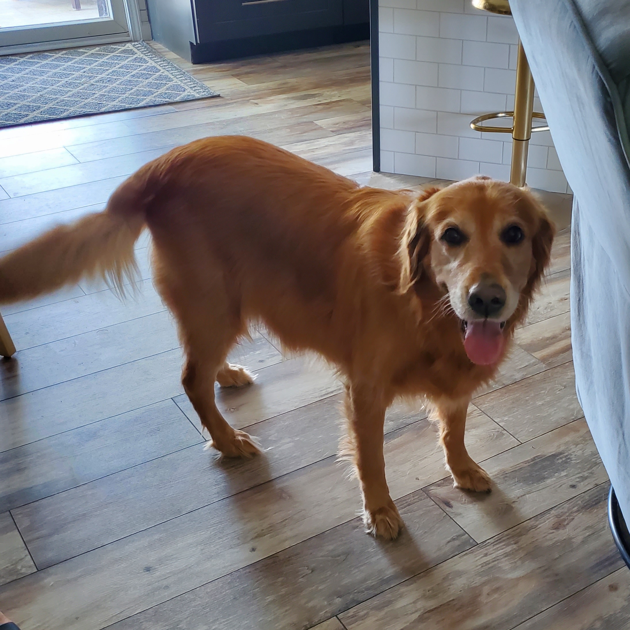 GEORGY, Adopted, Adult Female Golden Retriever.