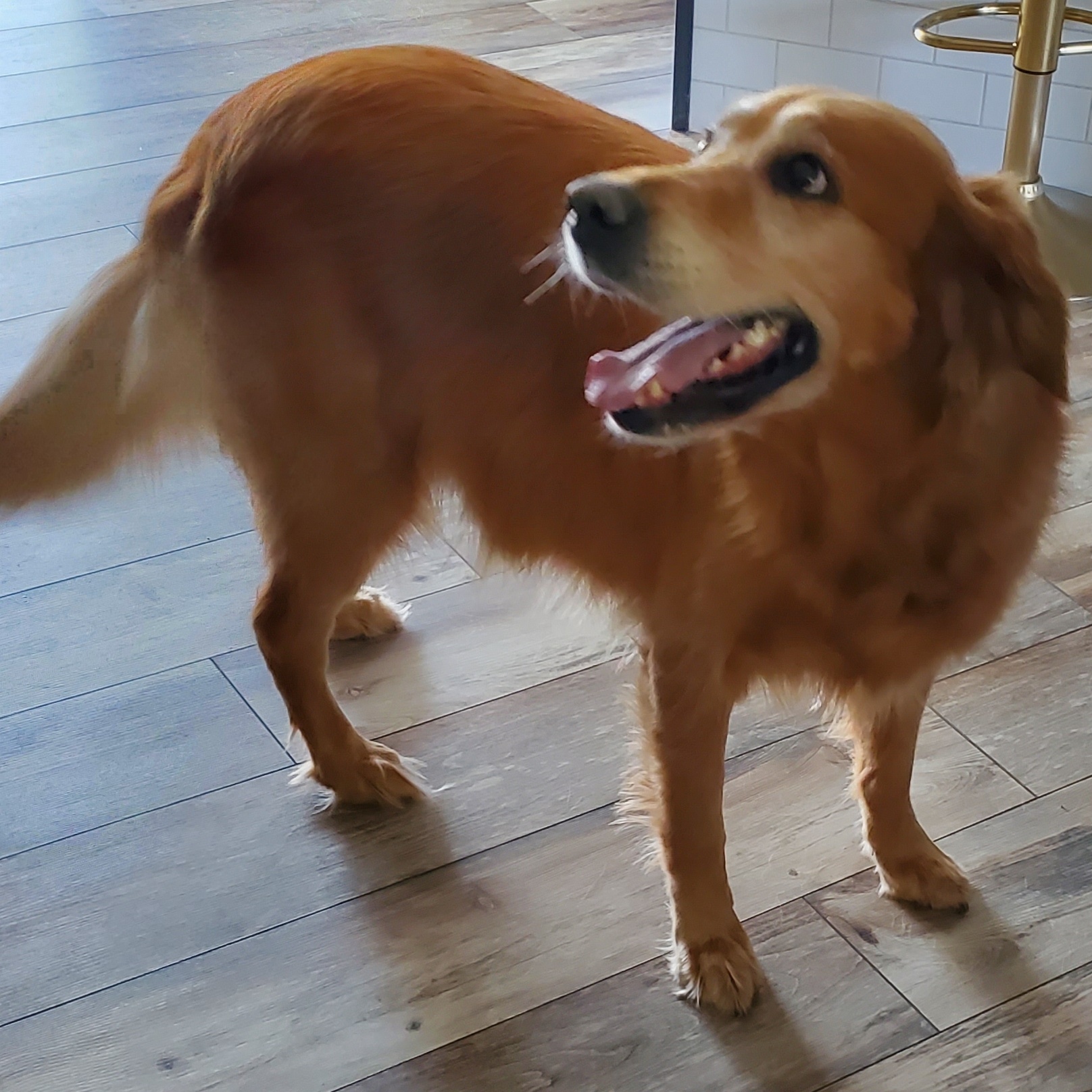 Enlarge GEORGY, a Adopted Golden Retriever in Marion, IN image 3/3