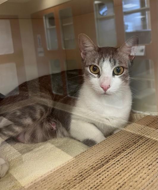 Enlarge GALENA, a Adoptable Domestic Short Hair in Blythe, CA image 1/1