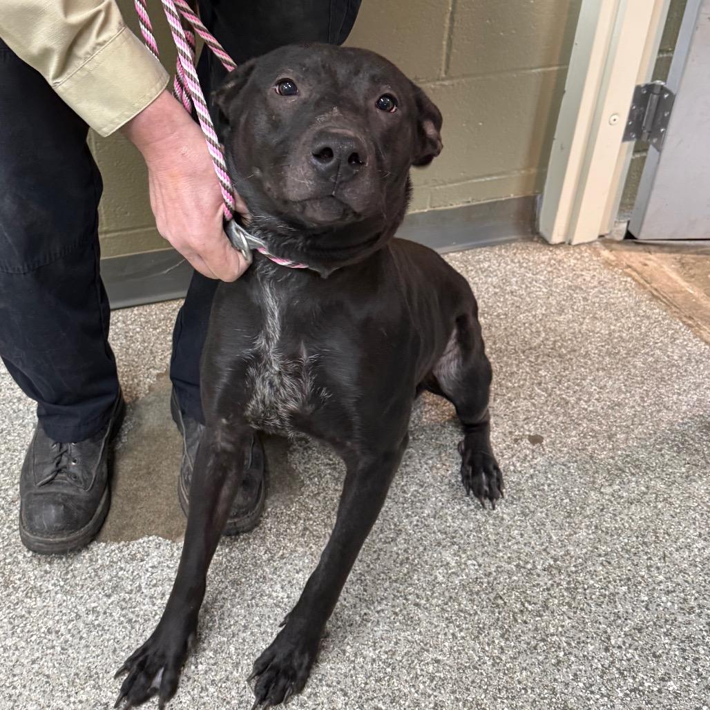 Enlarge Gill, a Adoptable Pit Bull Terrier in Coos Bay, OR image 1/2