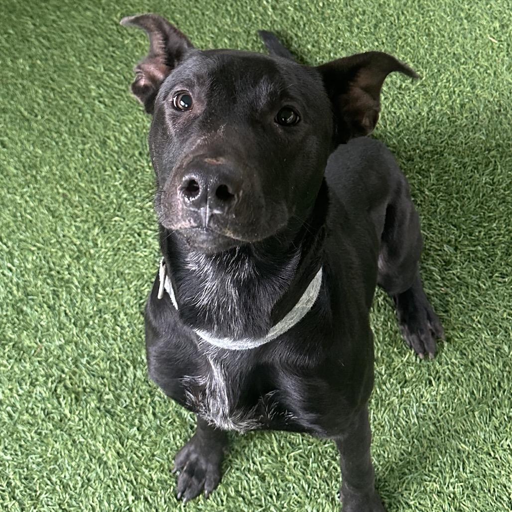 Gill, Adoptable, Adult Male Pit Bull Terrier.