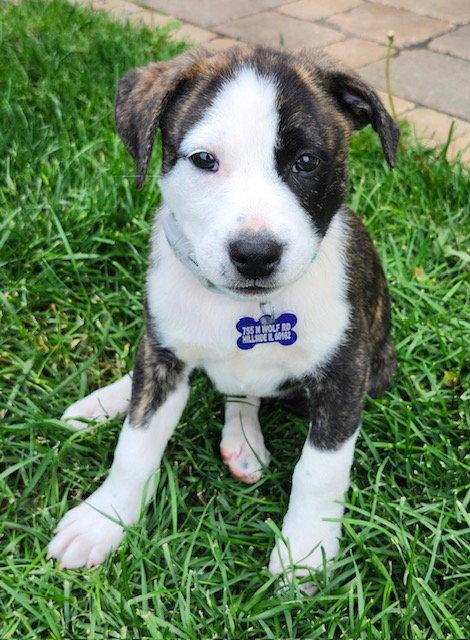 Ribeye, a Adoptable Labrador Retriever in Hillside, IL image 2/2