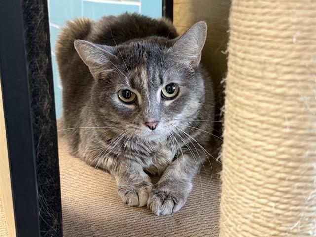 BELLA, Adoptable, Young Female Domestic Short Hair.