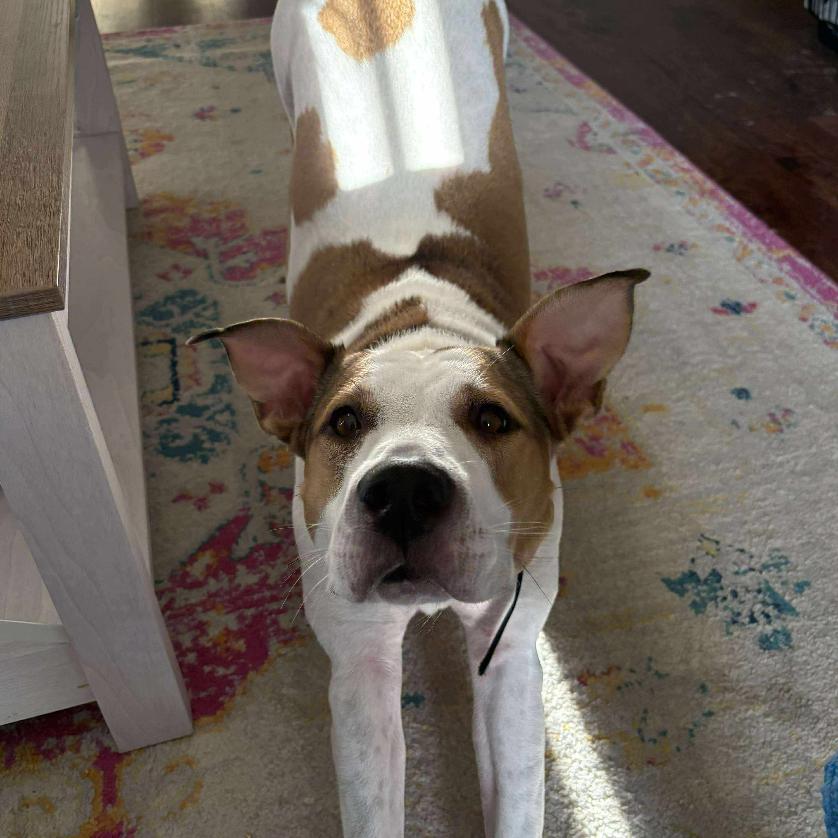 Gigi, Adoptable, Adult Female Pit Bull Terrier.