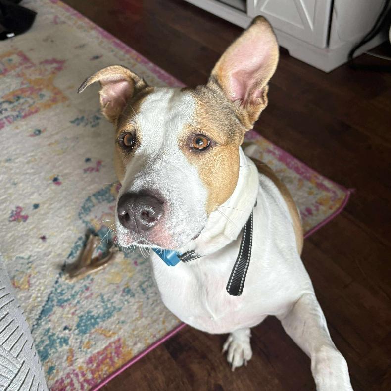 Enlarge Gigi, a Adoptable Pit Bull Terrier in Tampa, FL image 3/6