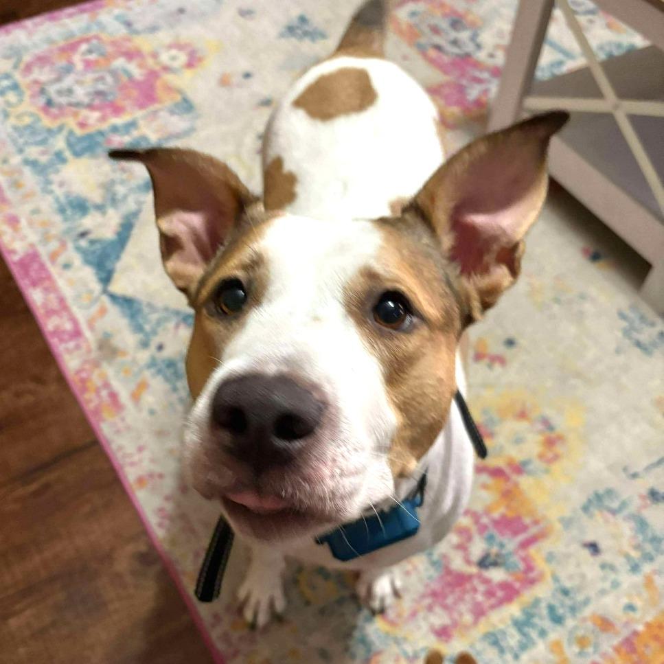 Enlarge Gigi, a Adoptable Pit Bull Terrier in Tampa, FL image 4/6