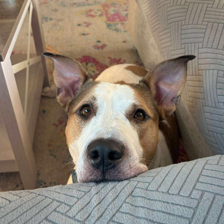 Enlarge Gigi, a Adoptable Pit Bull Terrier in Tampa, FL image 4/6