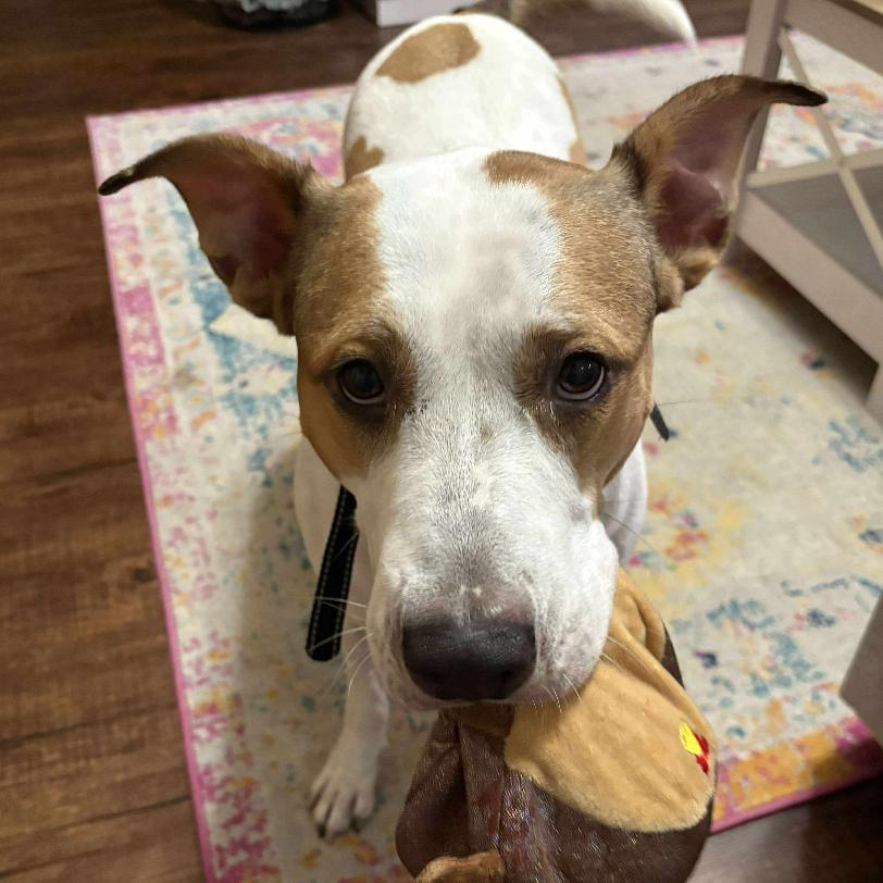 Enlarge Gigi, a Adoptable Pit Bull Terrier in Tampa, FL image 5/6