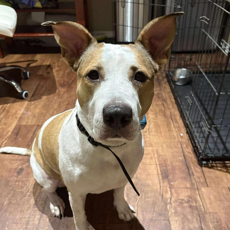 Enlarge Gigi, a Adoptable Pit Bull Terrier in Tampa, FL image 6/6