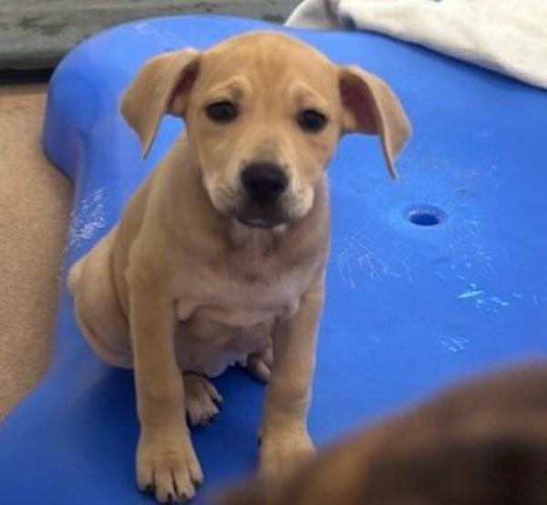 Egg Fried Rice, Adoptable, Puppy Female Terrier.