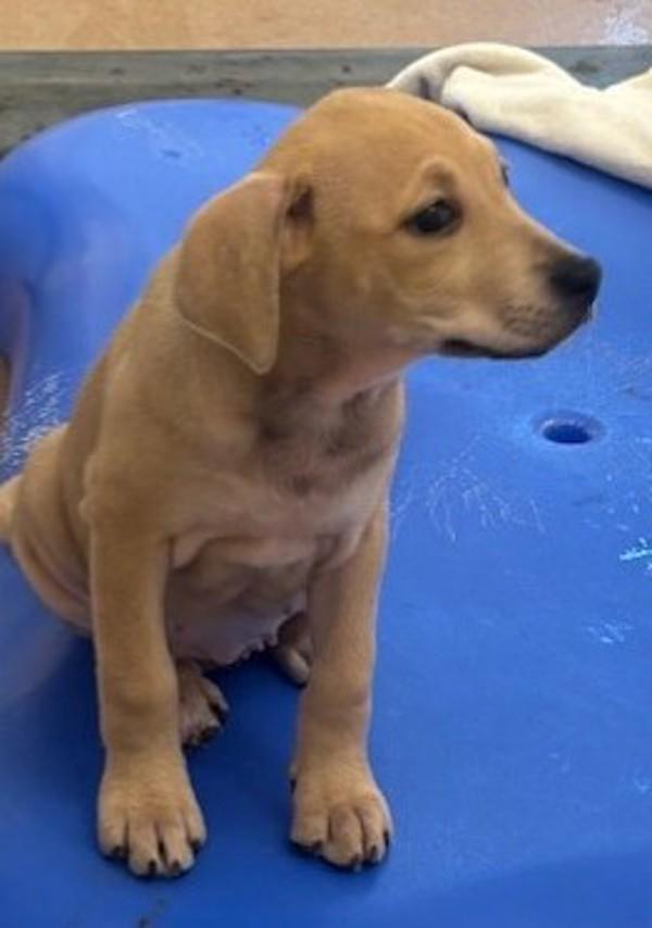 Enlarge Egg Fried Rice, a Adoptable mixed breed in Santa Rosa, CA image 2/3