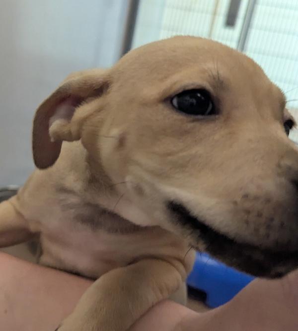 Enlarge Egg Fried Rice, a Adoptable mixed breed in Santa Rosa, CA image 3/3