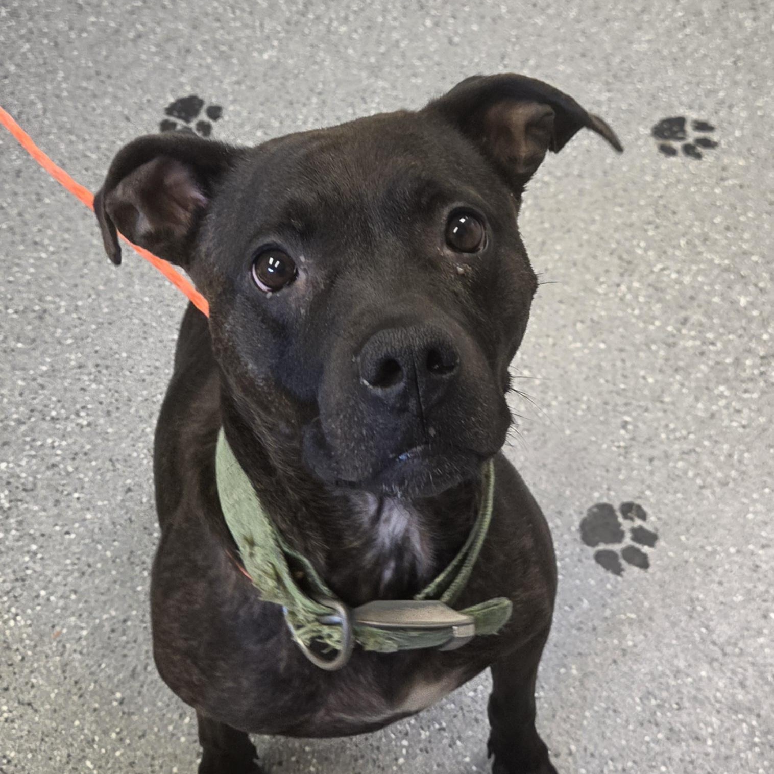 Sadie, Adoptable, Adult Female Pit Bull Terrier & Labrador Retriever.