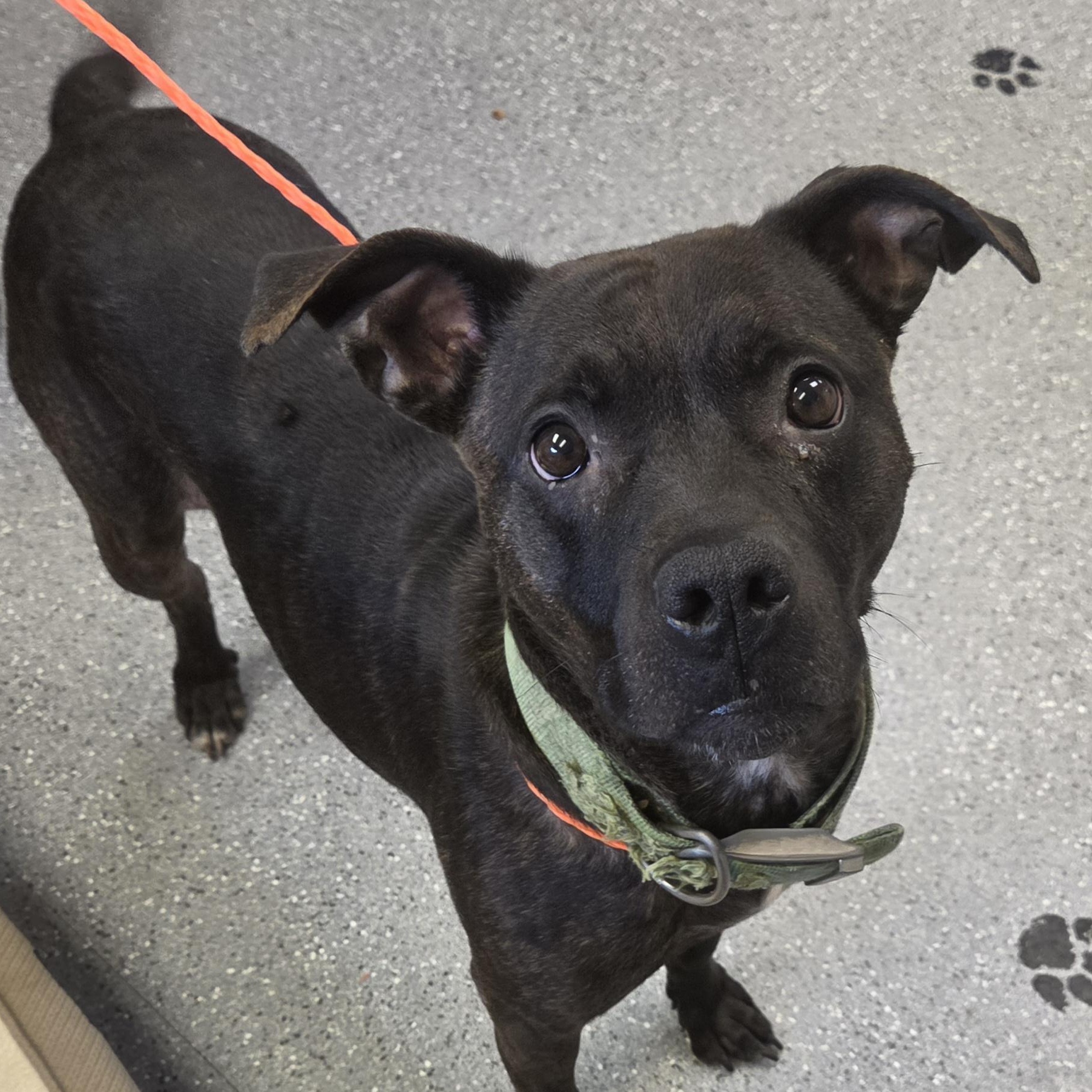 Enlarge Sadie, a Adoptable mixed breed in Watertown, NY image 2/2