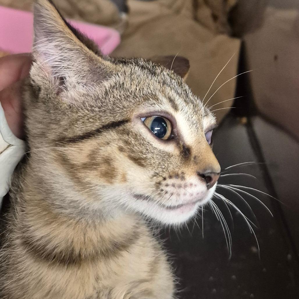 Enlarge Flotsam, a Adoptable Domestic Short Hair in Lake Panasoffkee, FL image 1/1