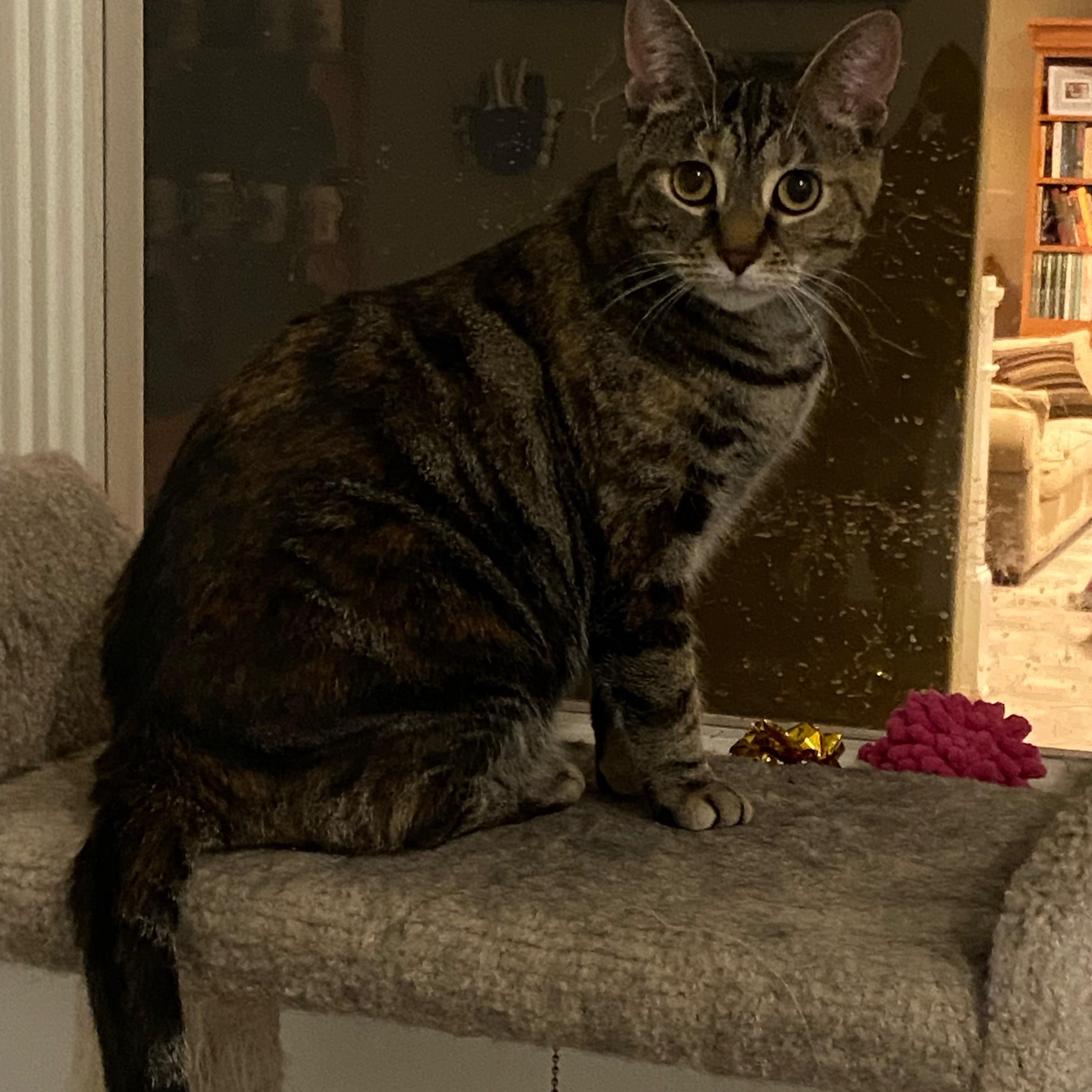 Enlarge Mary Jane, a ADOPTABLE Domestic Short Hair in Atwater, OH image 1/2