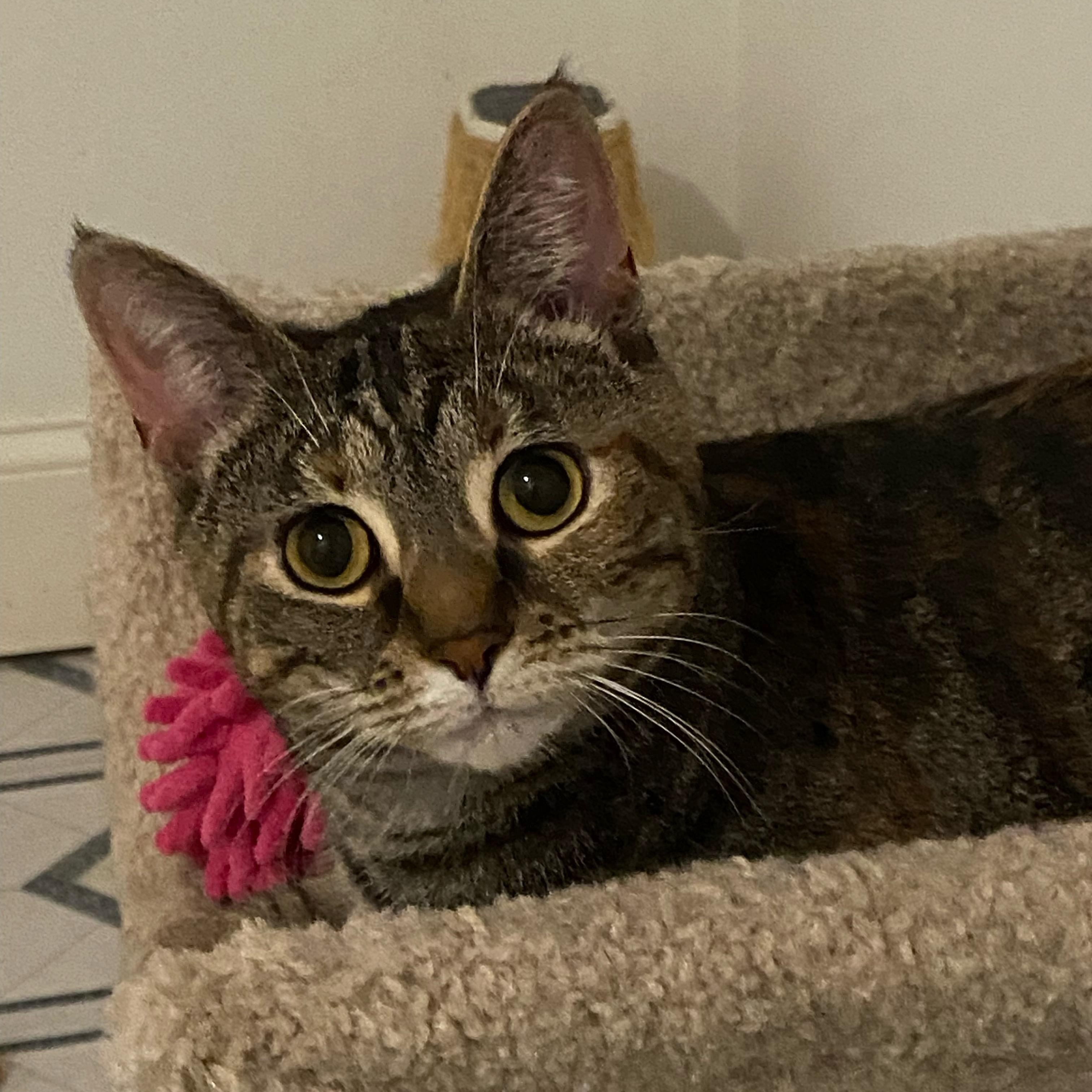 Enlarge Mary Jane, a ADOPTABLE Domestic Short Hair in Atwater, OH image 2/2