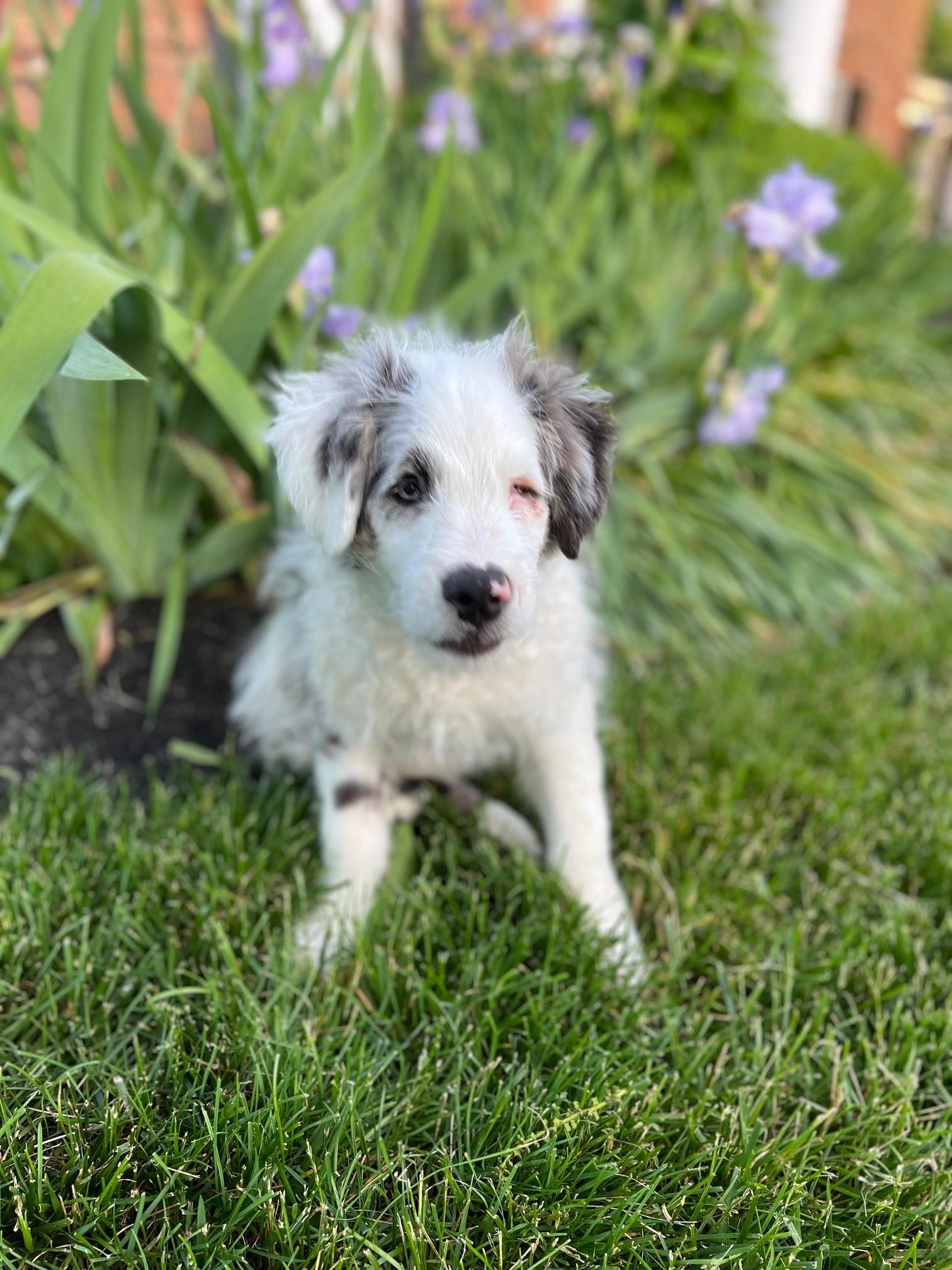 Benny, Adopted, Puppy Male Australian Shepherd & Poodle.