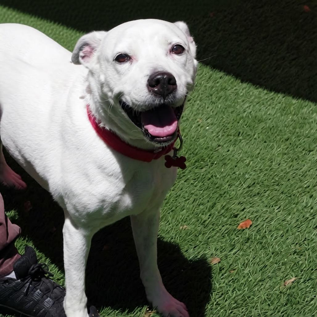 Enlarge Asia, a Adoptable mixed breed in Miami, FL image 1/6