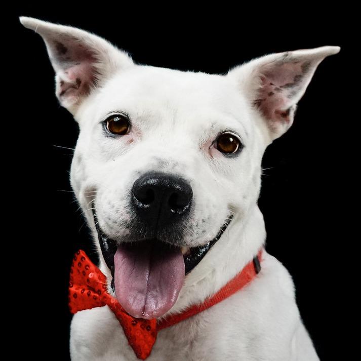 Asia, Adoptable, Senior Female English Bulldog & Mixed Breed.