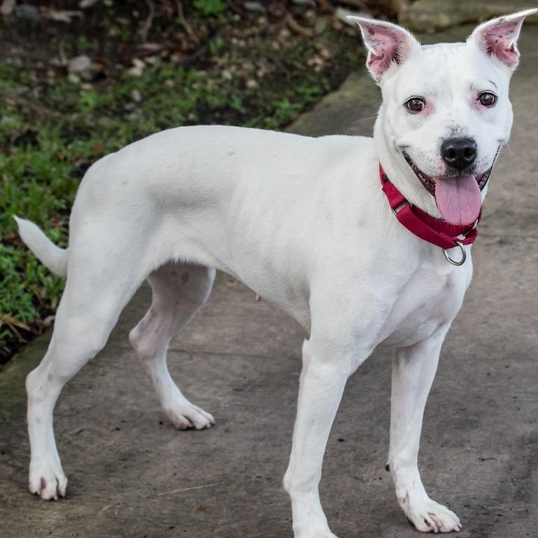 Enlarge Asia, a Adoptable mixed breed in Miami, FL image 2/3