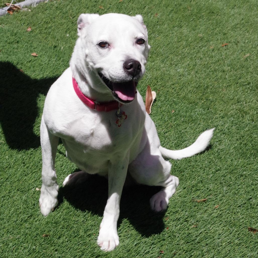 Enlarge Asia, a Adoptable mixed breed in Miami, FL image 4/6