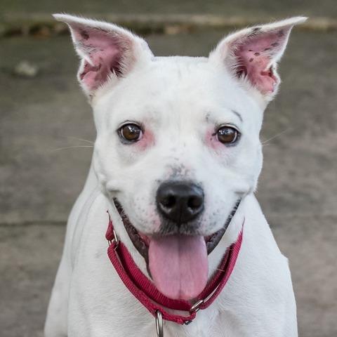 Enlarge Asia, a Adoptable mixed breed in Miami, FL image 3/3