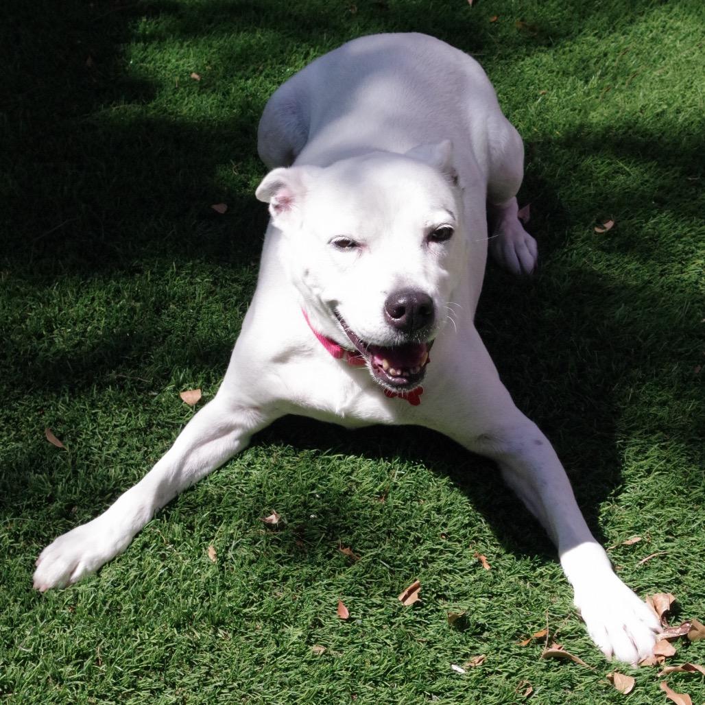 Enlarge Asia, a Adoptable mixed breed in Miami, FL image 6/6