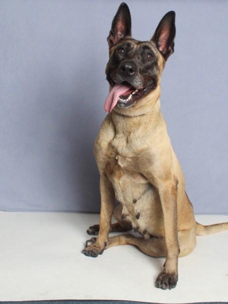 DIOR, Adoptable, Adult Female Belgian Shepherd / Malinois.