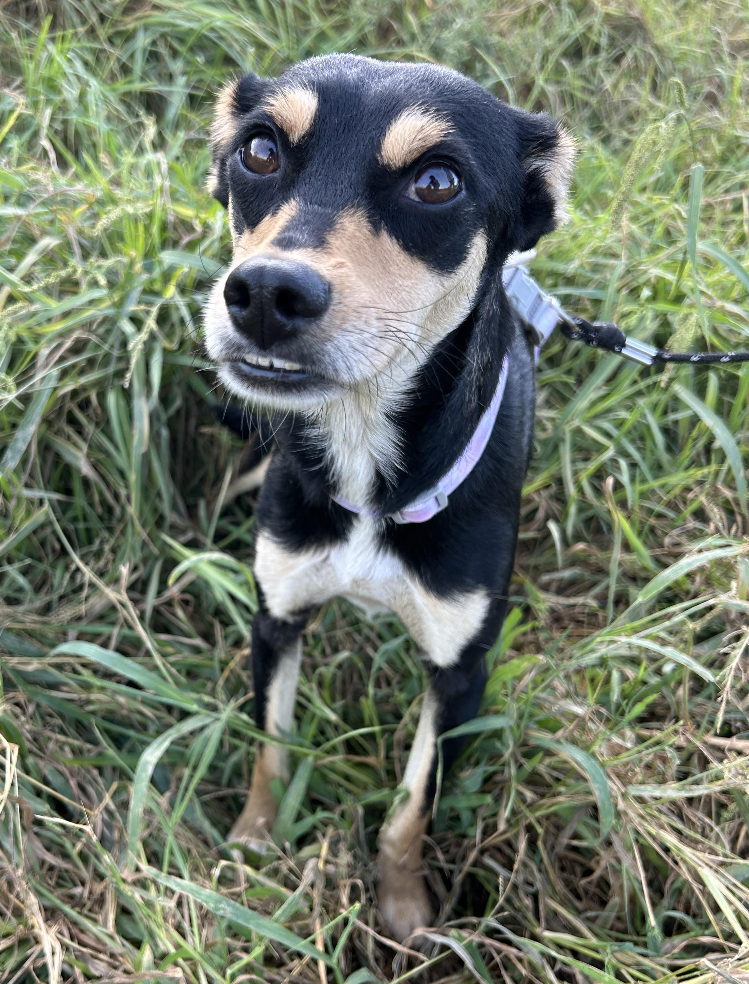 Enlarge KARLA, a Adoptable mixed breed in Bell Gardens, CA image 4/6