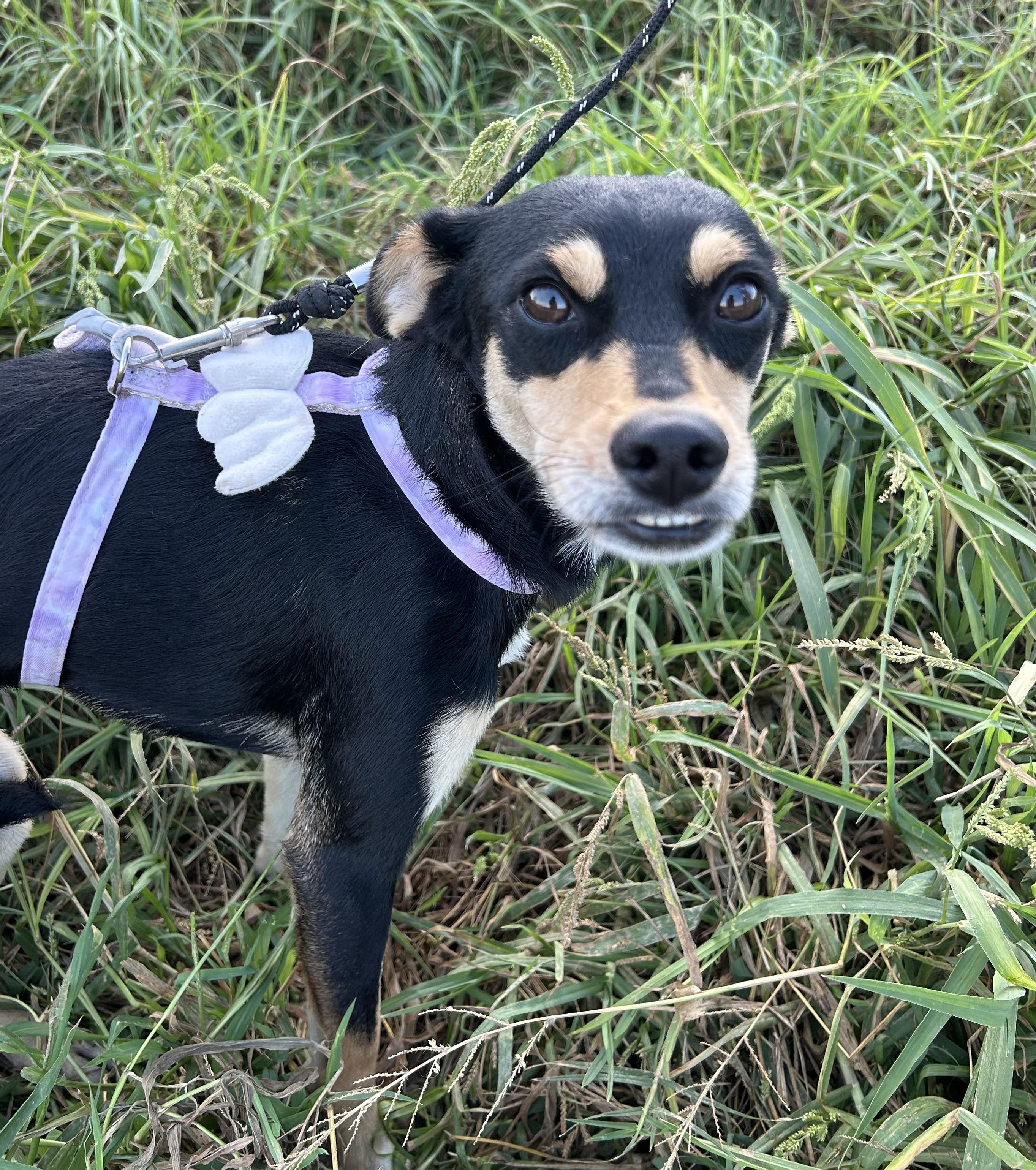 Enlarge KARLA, a Adoptable mixed breed in Bell Gardens, CA image 6/6