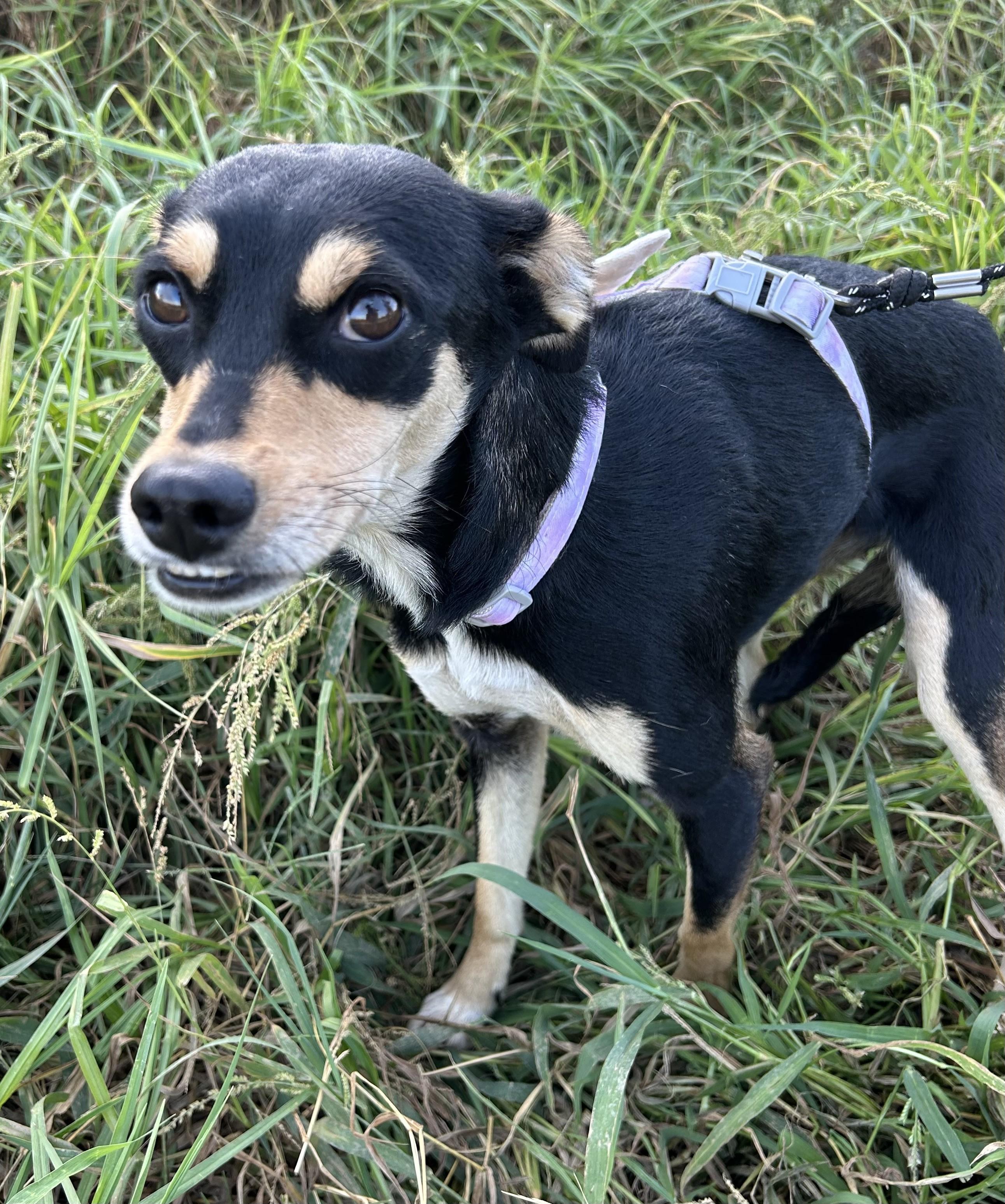 Enlarge KARLA, a Adoptable mixed breed in Bell Gardens, CA image 2/6