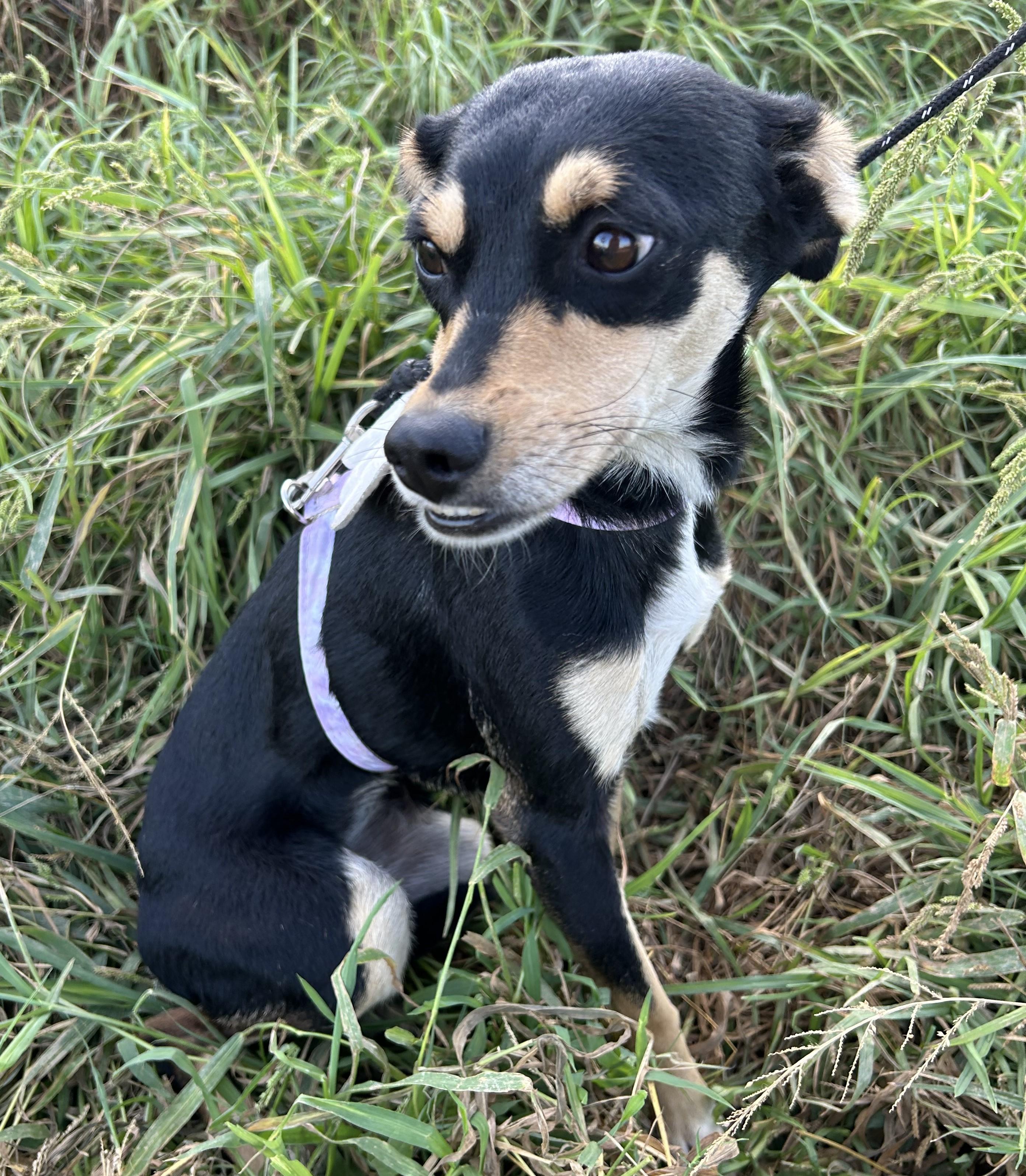 Enlarge KARLA, a Adoptable mixed breed in Bell Gardens, CA image 5/6
