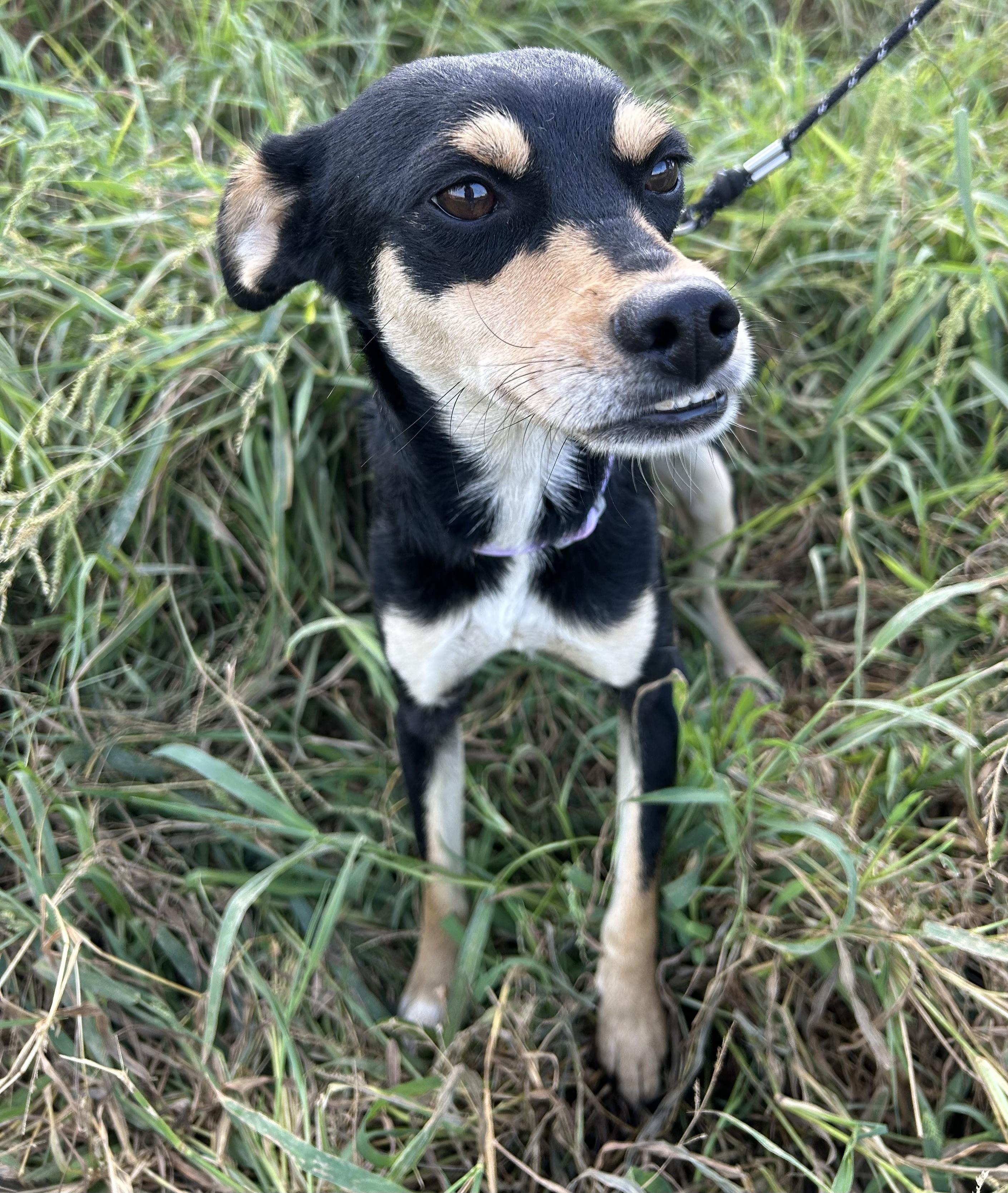 Enlarge KARLA, a Adoptable mixed breed in Bell Gardens, CA image 3/6