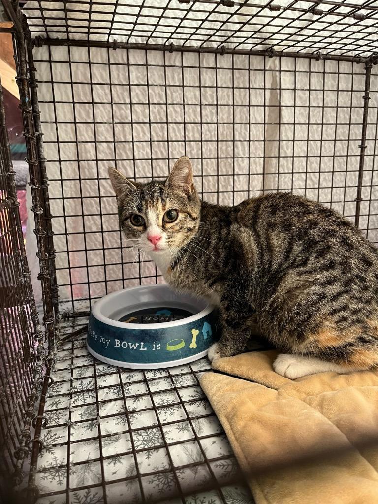 Rozlyn, Adoptable, Young Female Domestic Short Hair.