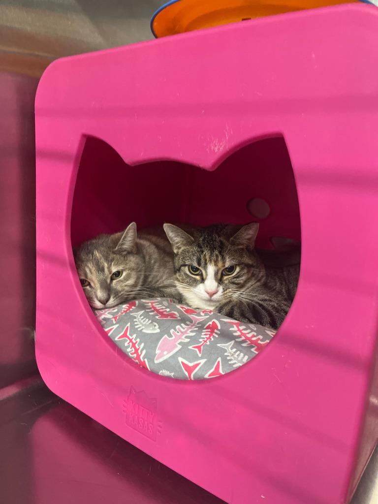 Rozlyn, Adoptable, Young Female Domestic Short Hair.