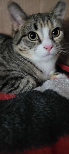 Enlarge Rozlyn, a Adoptable mixed breed in Pawtucket, RI image 3/5