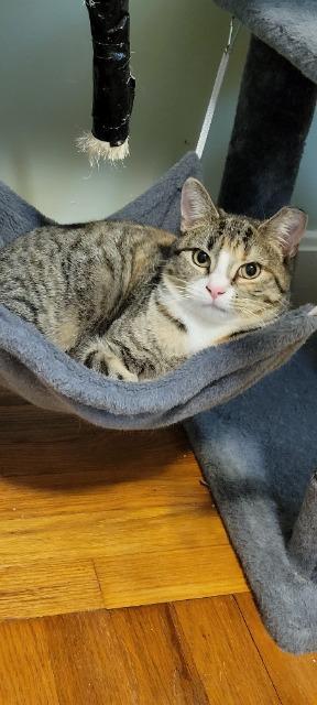 Enlarge Rozlyn, a Adoptable mixed breed in Pawtucket, RI image 4/5