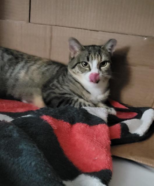 Enlarge Rozlyn, a Adoptable mixed breed in Pawtucket, RI image 5/5