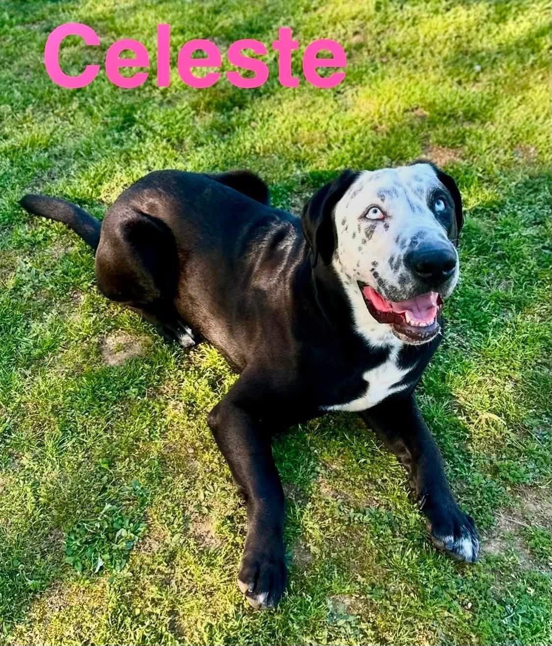 Celeste, a Adoptable mixed breed in Southington, CT image 4/5