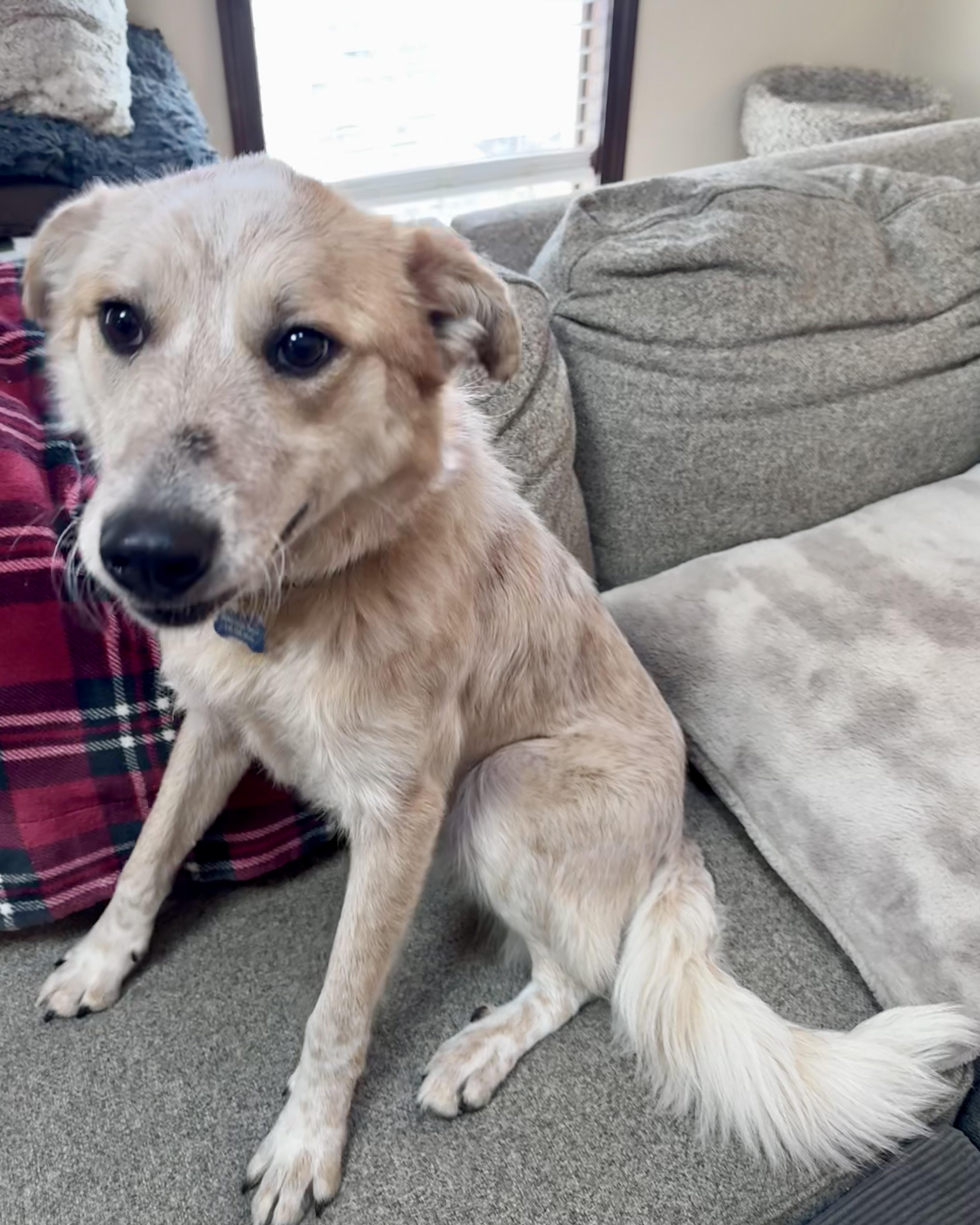 Enlarge Sunflower, a Adoptable mixed breed in Asher, OK image 4/6