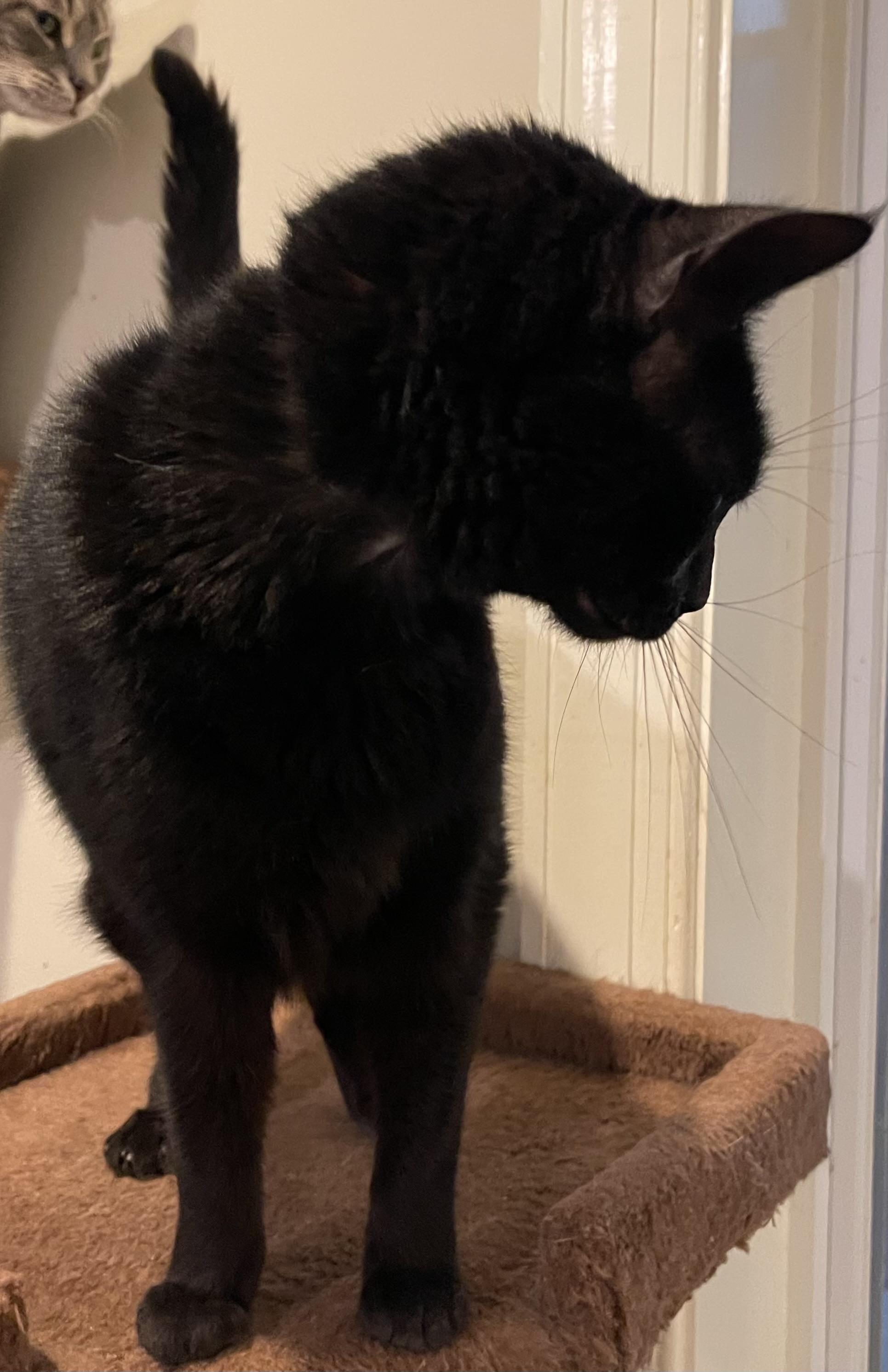 Enlarge Luna (courtesy listing PV), an adopted Domestic Short Hair in Myrtle Beach, SC image 2/3